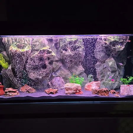 Doksim Luxury 202 Pirot