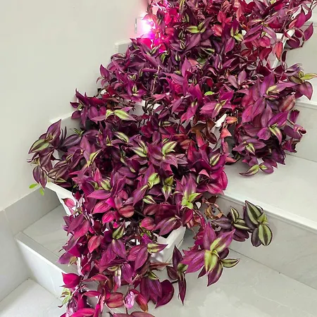 公寓 Doksim Luxury 202