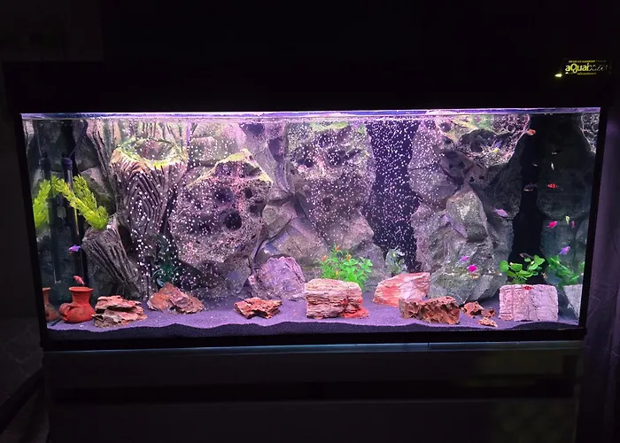 Doksim Luxury 202 皮罗特