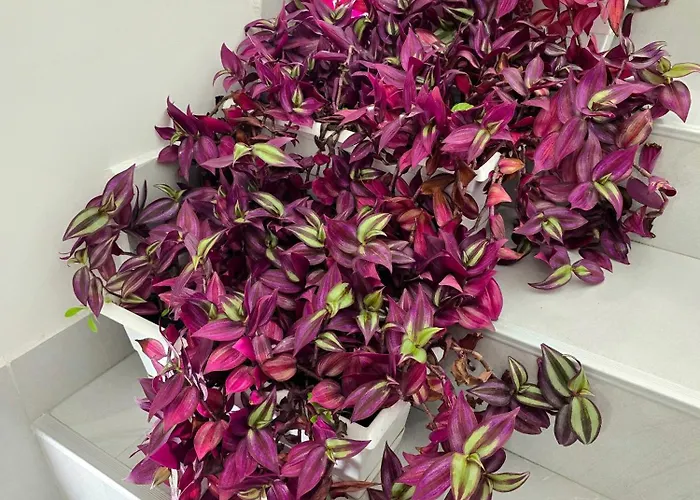 公寓 Doksim Luxury 202